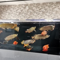 ⭐️アクアリウム 生体水槽等 ★なんでも引き 取ります！