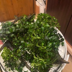 アヌビアスナナ・プチ【大量まとめて】の画像