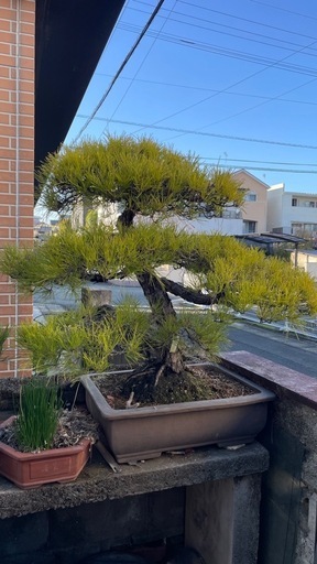 風格ある黒松盆栽 古木 樹形良好 大品クラス 鉢付　