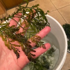 ボルビティス・ヒュディロッティの画像