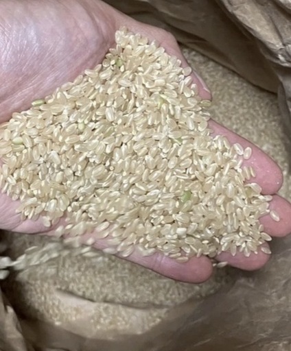 令和7年産　にこまる　10kg   玄米
