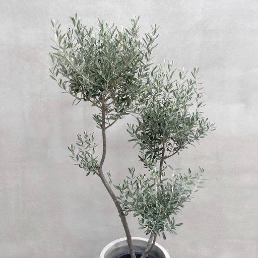 観葉植物 オリーブ SOUJU 160cm 9号 (タイラー) 桜新町の家庭用品