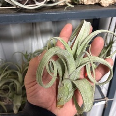 1チランジア　　カーリースリム の画像