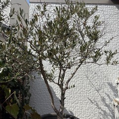 オリーブの木.シンボルツリー
の画像