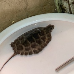 イシガメ ヤングの画像