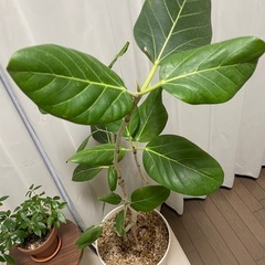 観葉植物　フィカス・ベンガレンシス他の画像