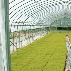 種まき、田植えのアルバイトの画像