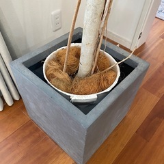 ゴムの木の画像