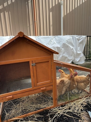 鶏小屋
