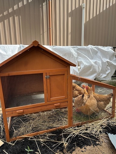 鶏小屋