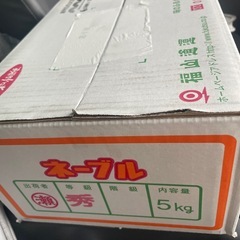 ネーブルオレンジ今日、明日引き取り500円お安くしますの画像