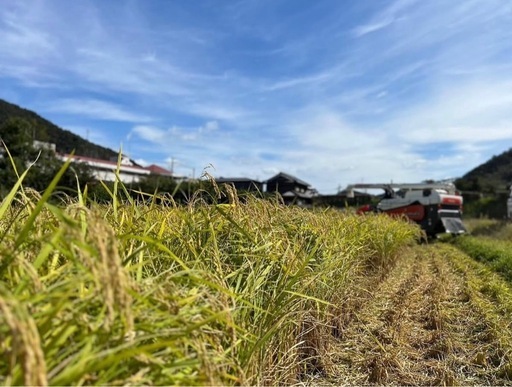 【配達料込】令和7年産　きぬむすめ30kg玄米