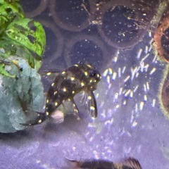 ファンシースポットぺコルティアの画像