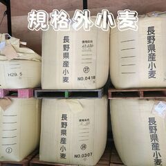 発送専用【令和7年産】信州の恵み。長野県産 規格外小麦（飼料用）たっぷり27キロ　鶏や小動物のエサにどうぞの画像