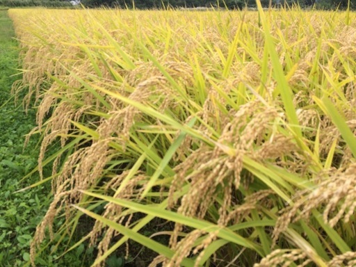 令和6年産　あきたこまち玄米30kg 冷蔵庫保管　6袋あります。
