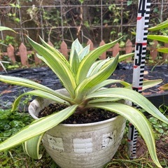 すぐに使えるドライガーデン３点セット●アガベ●ジョーフォーク●アテナータ●観葉植物の画像