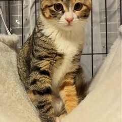 超可愛い三毛猫こはくちゃん