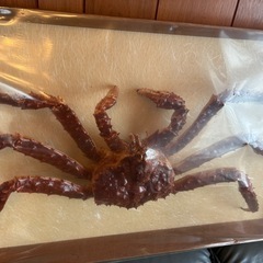 たらば蟹 標本／剥製 額装 の画像