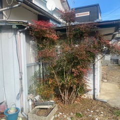 色々な庭木1本　他の画像