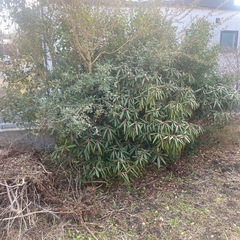 色々な庭木1本　他の画像