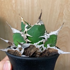 アガベ　海王の画像