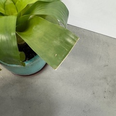 フリーセアと水色の植木鉢の画像