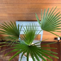 ワシントンヤシ お取引中の画像