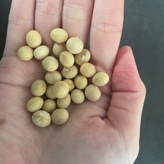 【京都産】丹波黒豆　大豆の画像