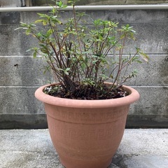 ツツジ　ムラサキセキナン　庭木　高さ70cmの画像