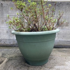 サツキ　ツツジ　庭木　高さ70cmの画像