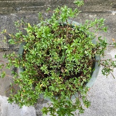 サツキ　ツツジ　庭木　高さ70cmの画像