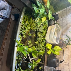 グッピー　guppyの画像