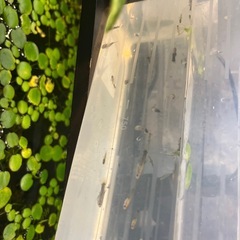 グッピー　guppyの画像