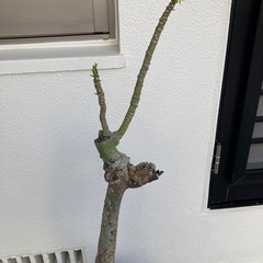 パキラ　観葉植物　高さ約1mの画像