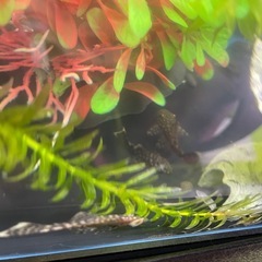 5匹300円 ミニブッシー プレコの画像