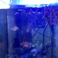 カクレクマノミの画像