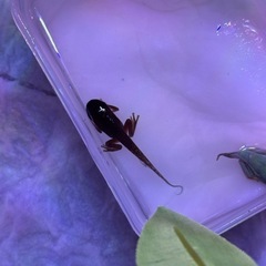 お試し価格　アカメアマガエル　国内CB 2-2.5cm± 翌日着地位のみ発送可の画像