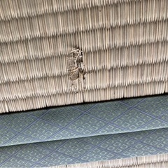 ◆無料0円　古畳 4畳半　物置 作業小屋 ペット等にの画像