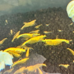 イエローチェリーシュリンプの画像