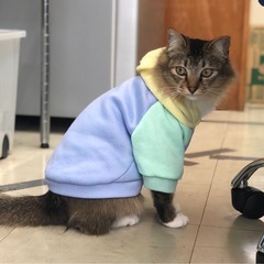 ペット用　フード付きパーカー　ペアルックの画像