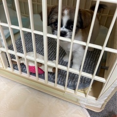 犬ペットゲージの画像