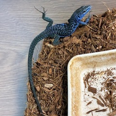 ポーラカベカナヘビ メイビーペアの画像