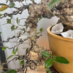 イボガジュマル　盆栽　塊根植物の画像