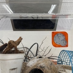 ヤドカリ　飼育水槽の画像