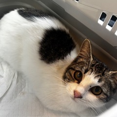 人も猫も好き♡生後半年のオス＆メス★沖縄から来ました