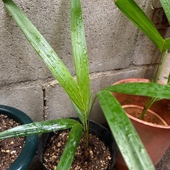 マニラヤシの苗の画像