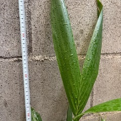 マニラヤシの苗の画像