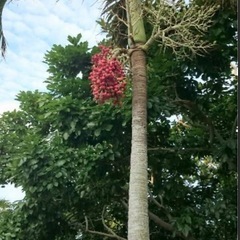 マニラヤシの苗の画像