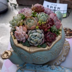 多肉植物の寄植え会の画像