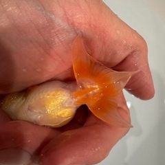 金魚 宇野系らんちゅう（小型らんちゅう） 更紗の画像